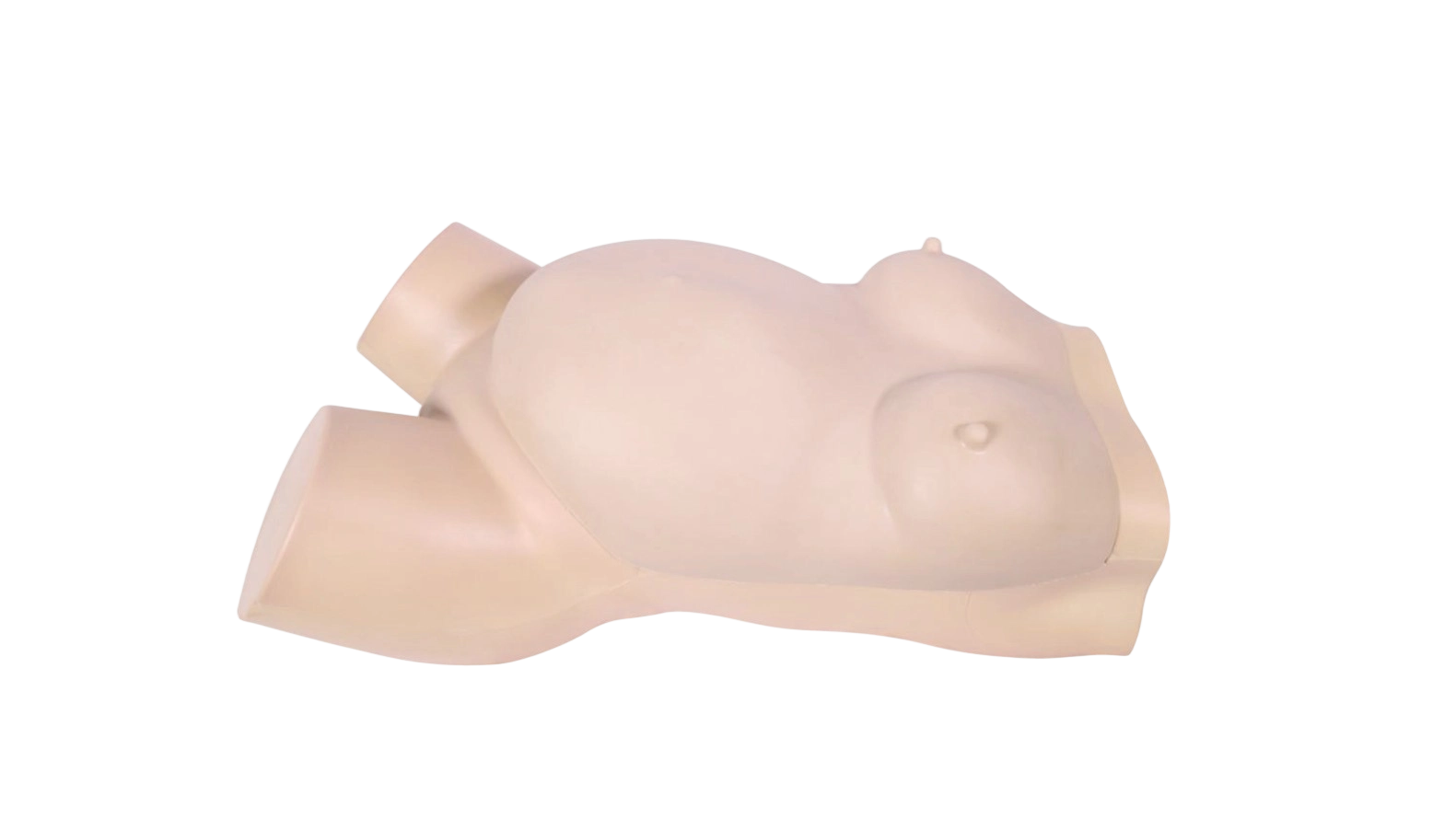 Prenatal Examination Ultrasound Model